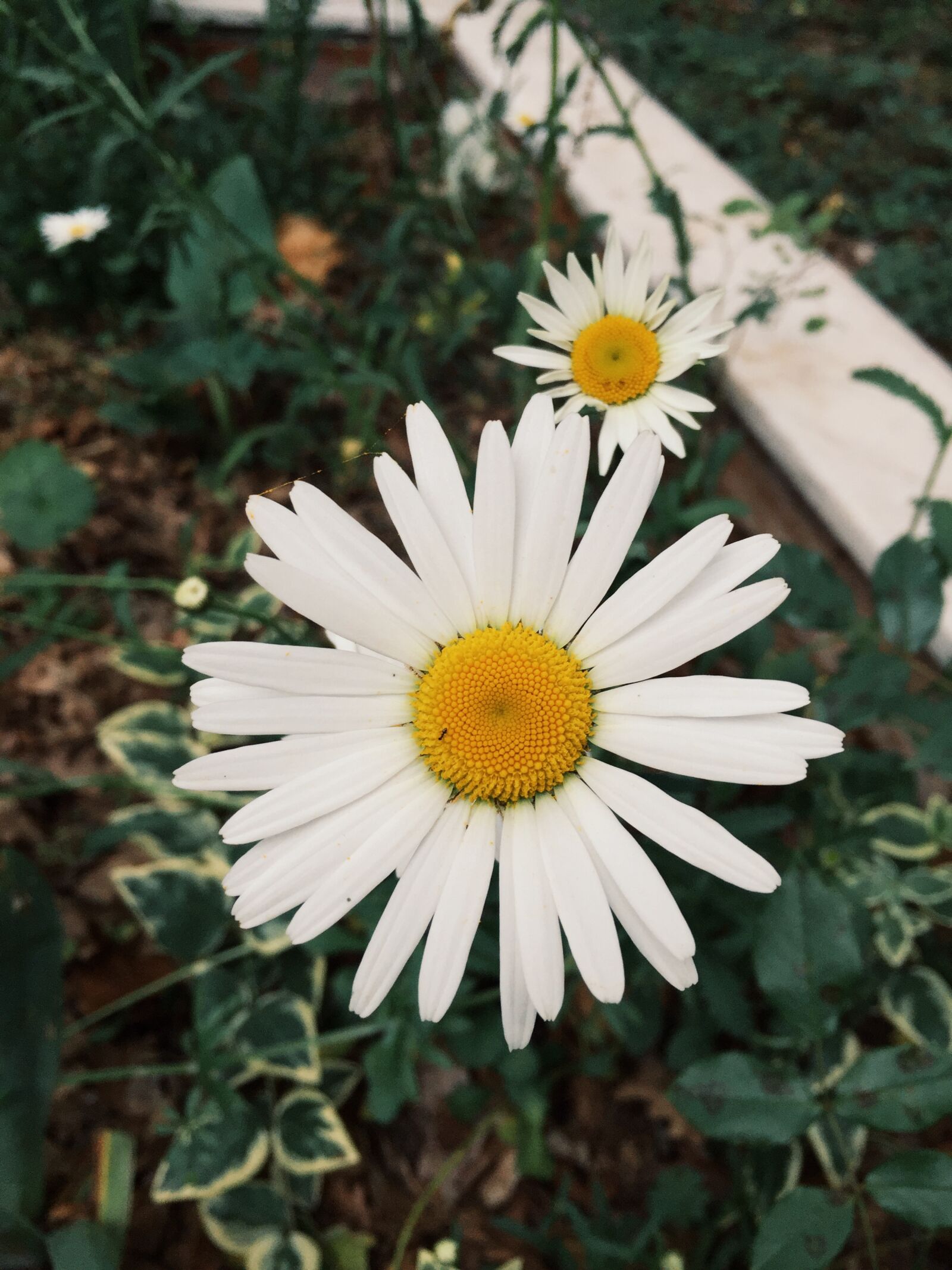 iPhone 6 back camera 4.15mm f/2.2 sample photo