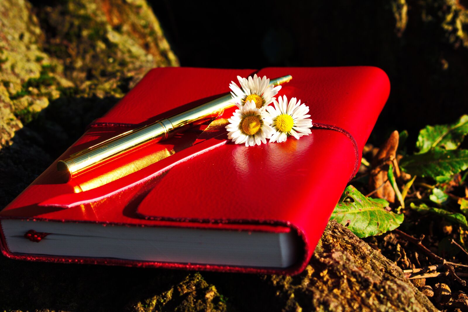 Nikon D3300 sample photo. Journal, red, park photography