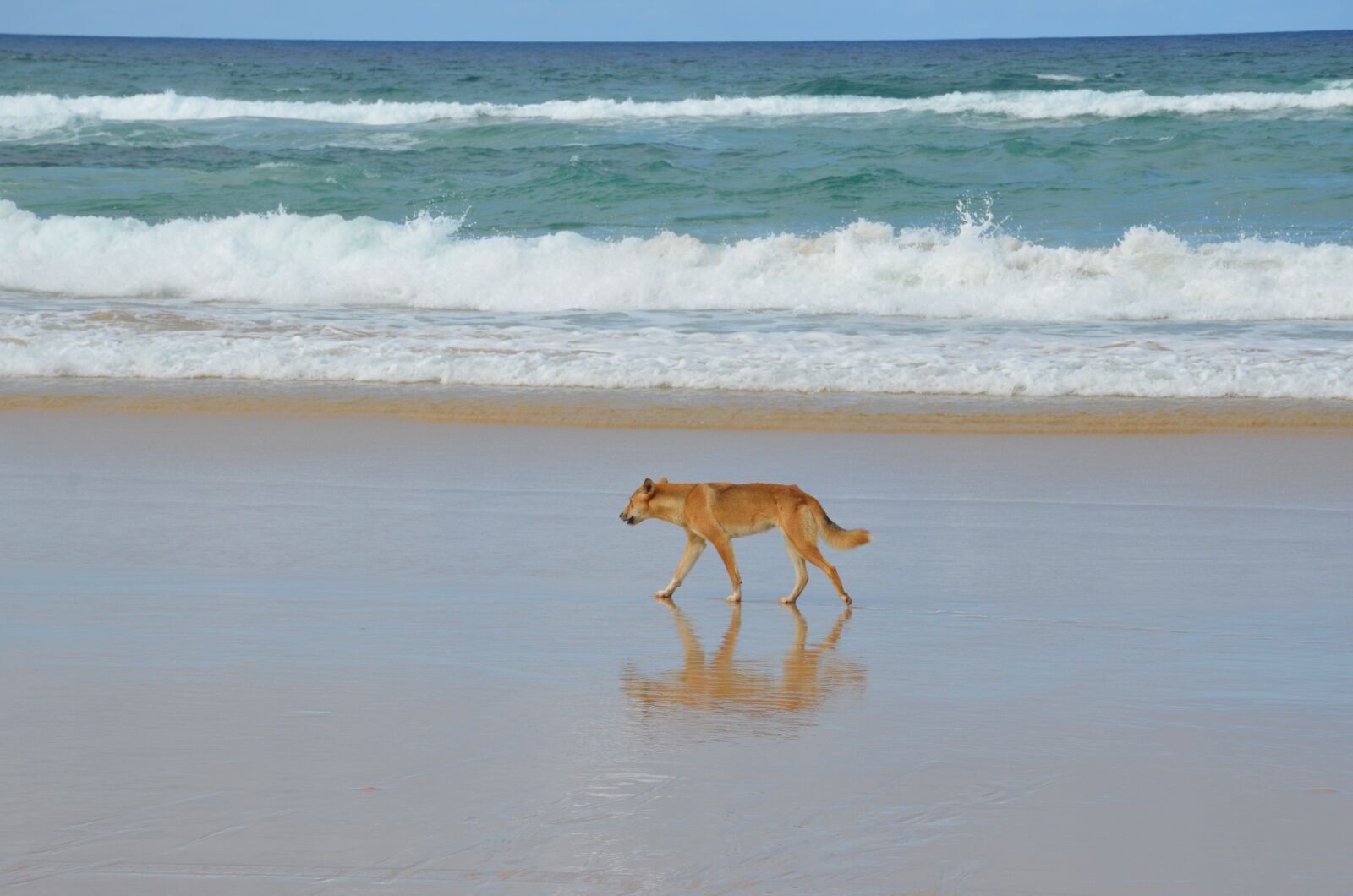 Nikon D7000 sample photo. Fraser island, dingo, beach photography