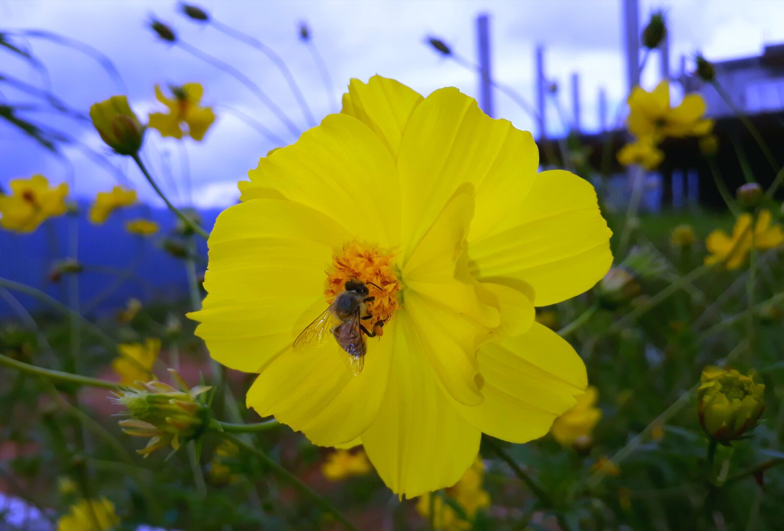 Samsung Galaxy J7 Prime sample photo. Nature, flower, summer photography