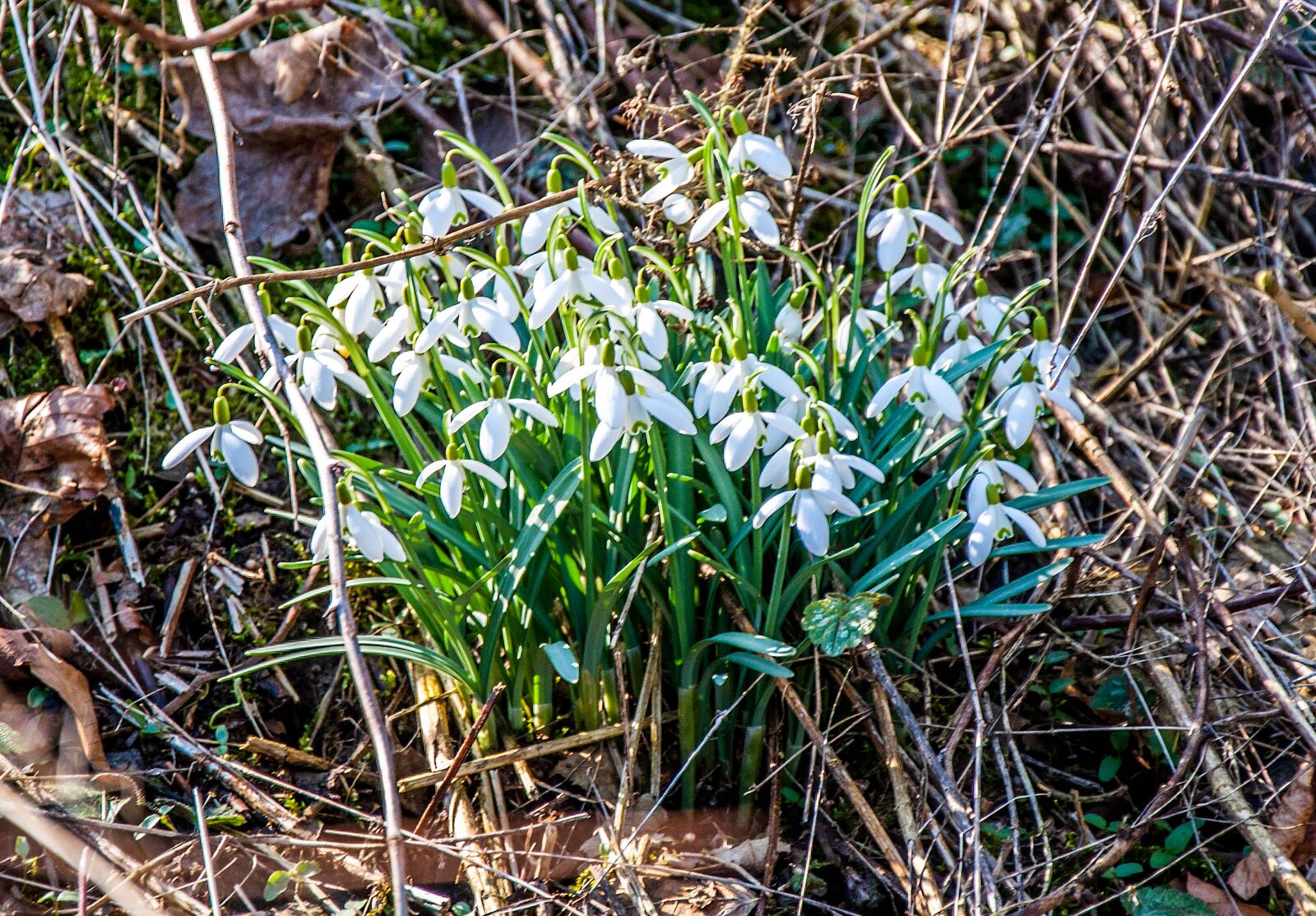 Nikon D5000 sample photo. Nature, plant, flower photography