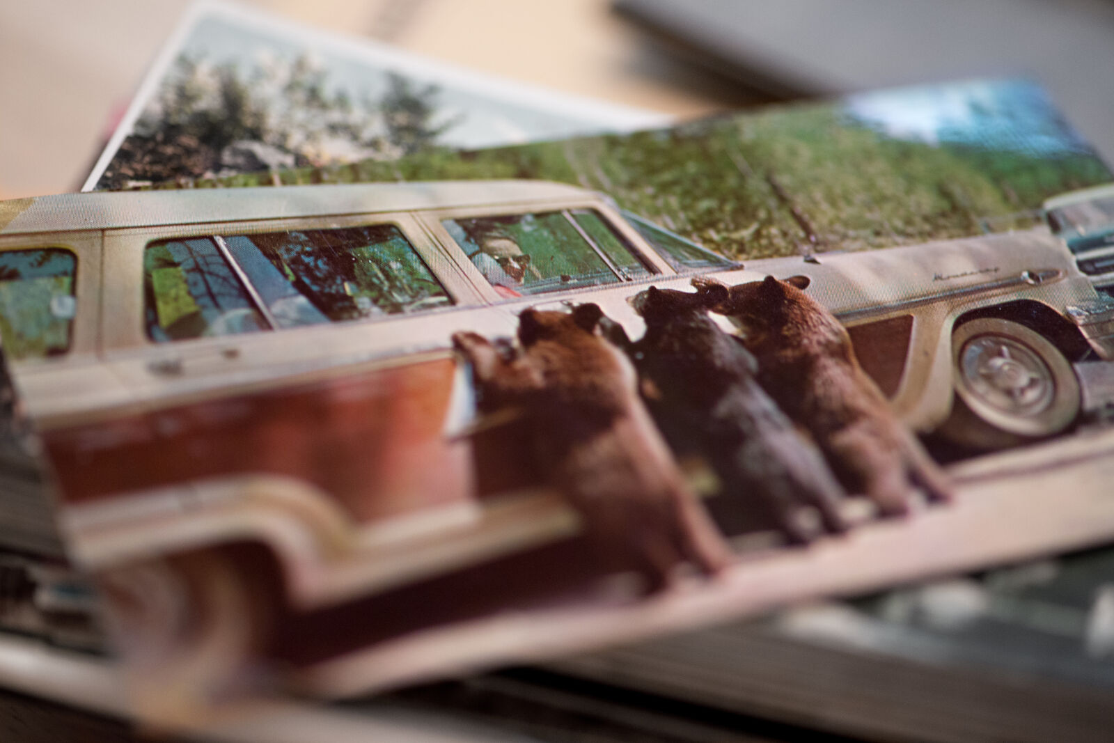 Canon EOS 5D Mark III sample photo. 1960s, baby, bear, cubs photography