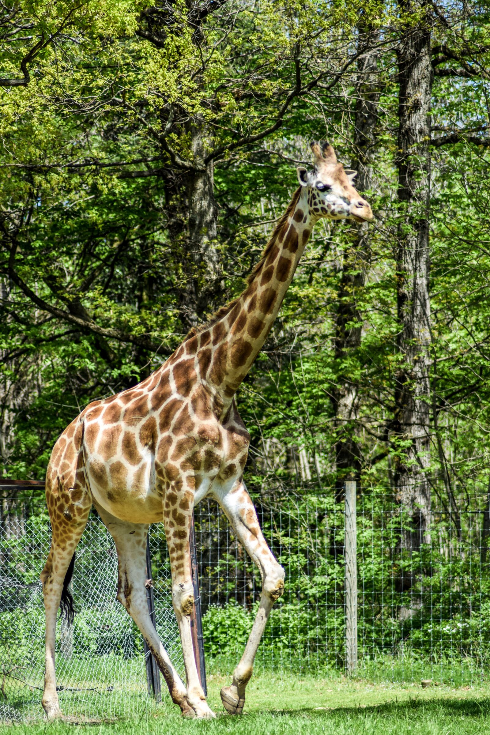 Nikon D5300 sample photo. Zoo, paugres, ardeche photography