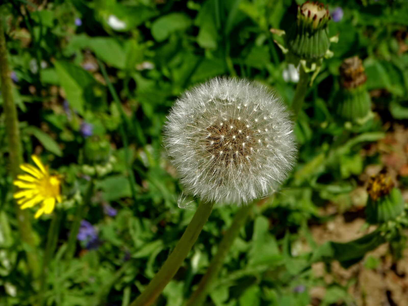 Sony Cyber-shot DSC-HX300 sample photo. Dandelion, flower, spring photography