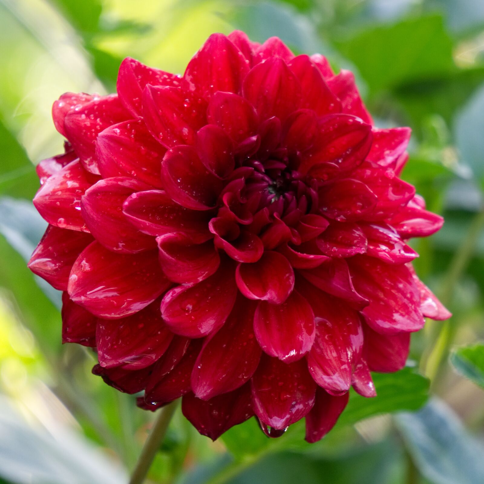 Sony a6000 sample photo. Dahlia, blossom, bloom photography