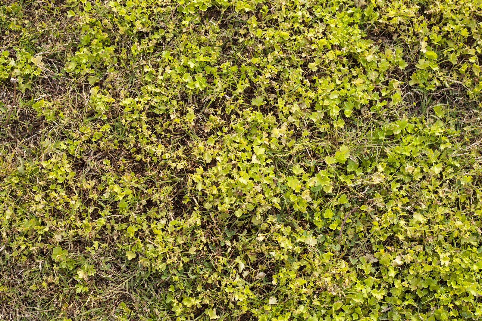 Canon EOS 5D Mark II sample photo. Grass, texture, green photography