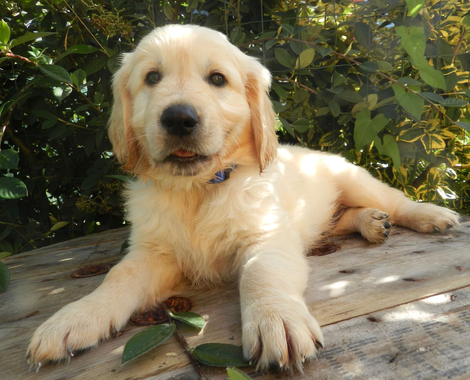 Nikon Coolpix P500 sample photo. Golden retriever, pup, puppy photography