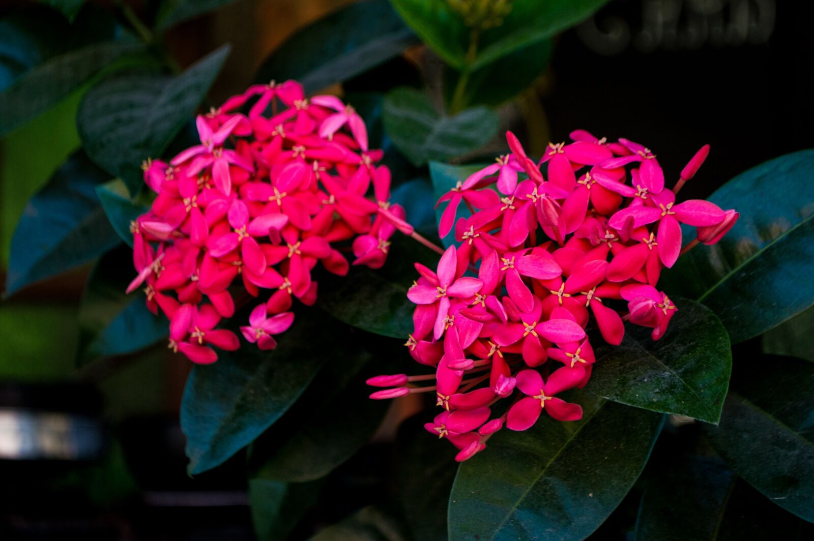 Nikon D3200 sample photo. Flowers, nature, plant photography