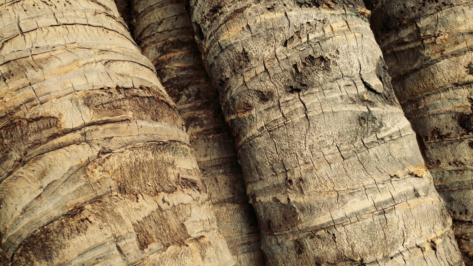 LG G5 sample photo. Palm trees, log, wood photography