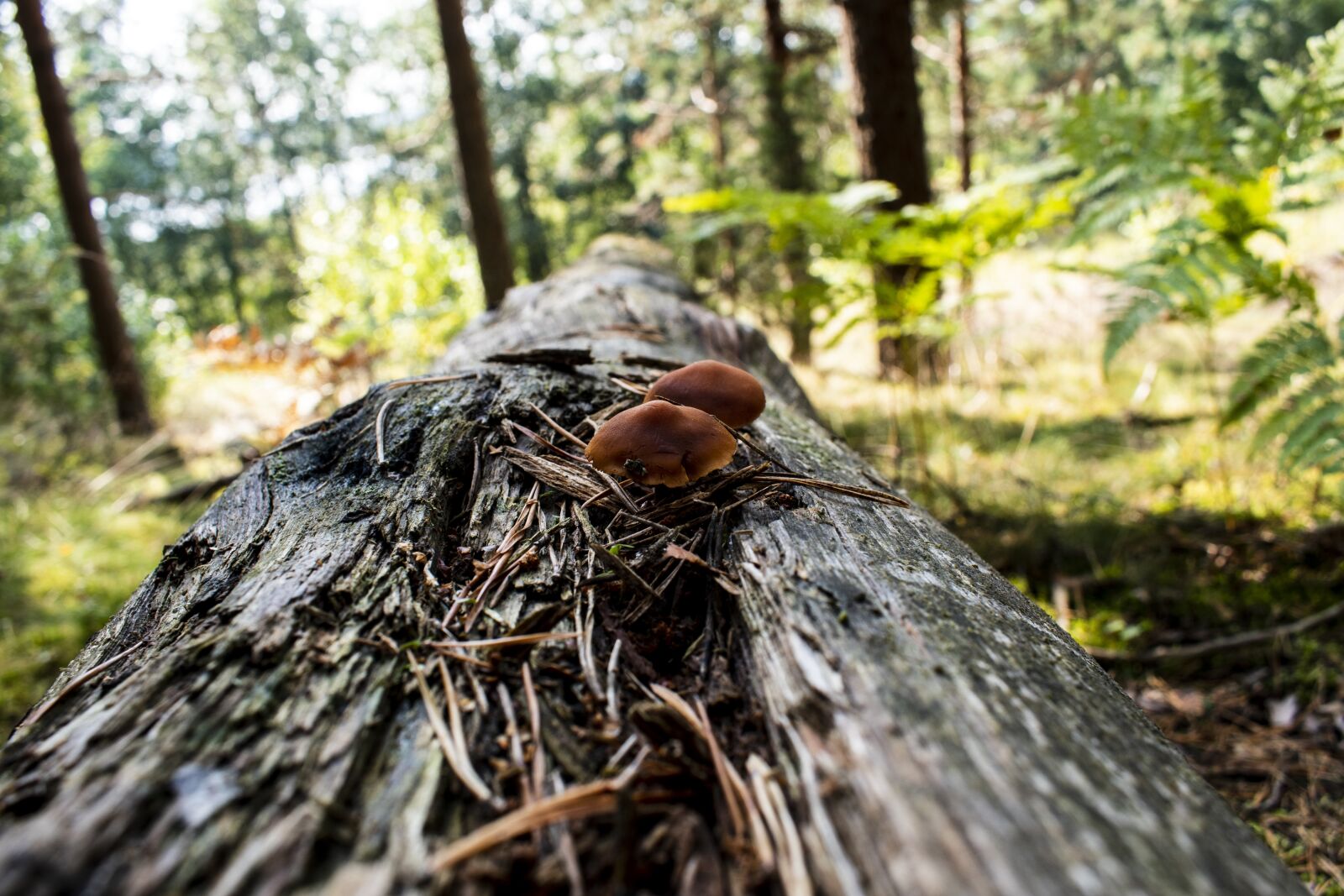 Nikon D3500 sample photo. Balance beam, tree, forest photography