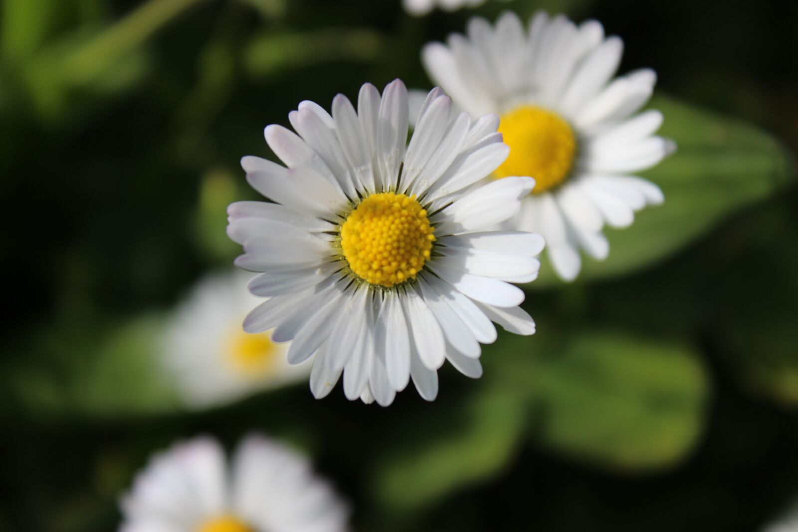 Canon EOS 600D (Rebel EOS T3i / EOS Kiss X5) sample photo. Flowers, daisies, nature photography