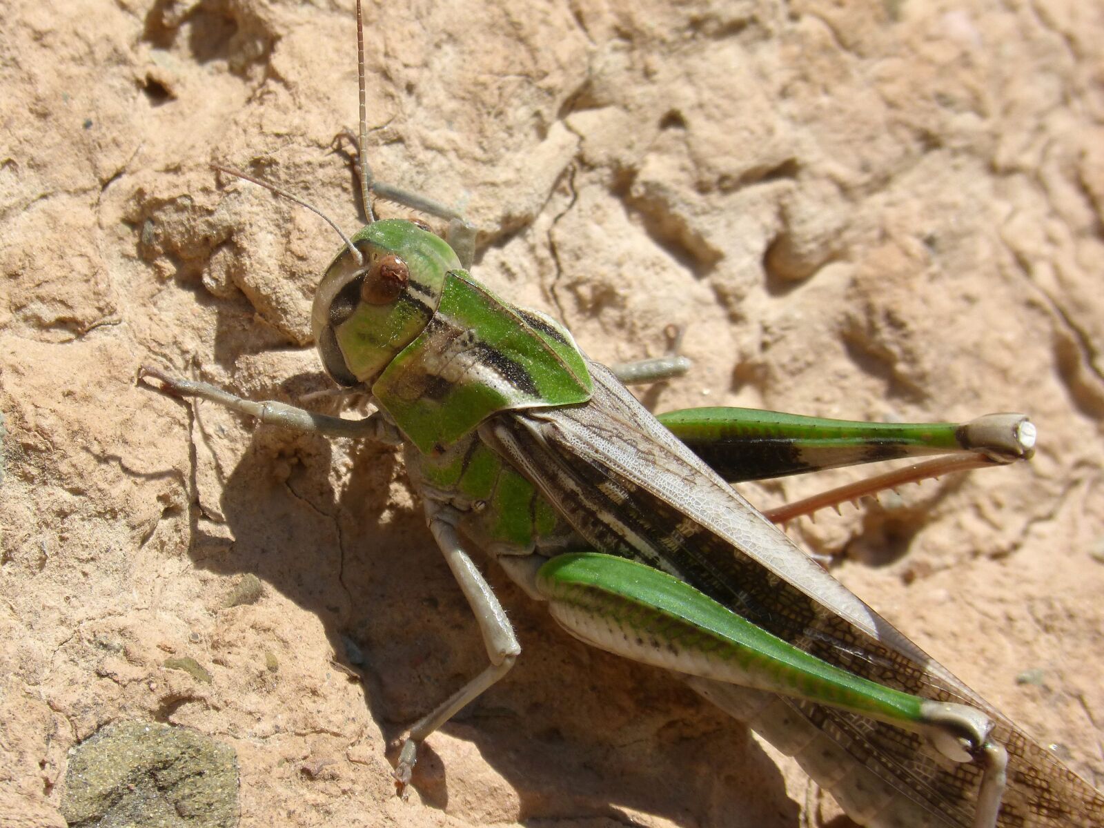 Panasonic DMC-FZ62 sample photo. Grasshopper, green grasshopper, lobster photography
