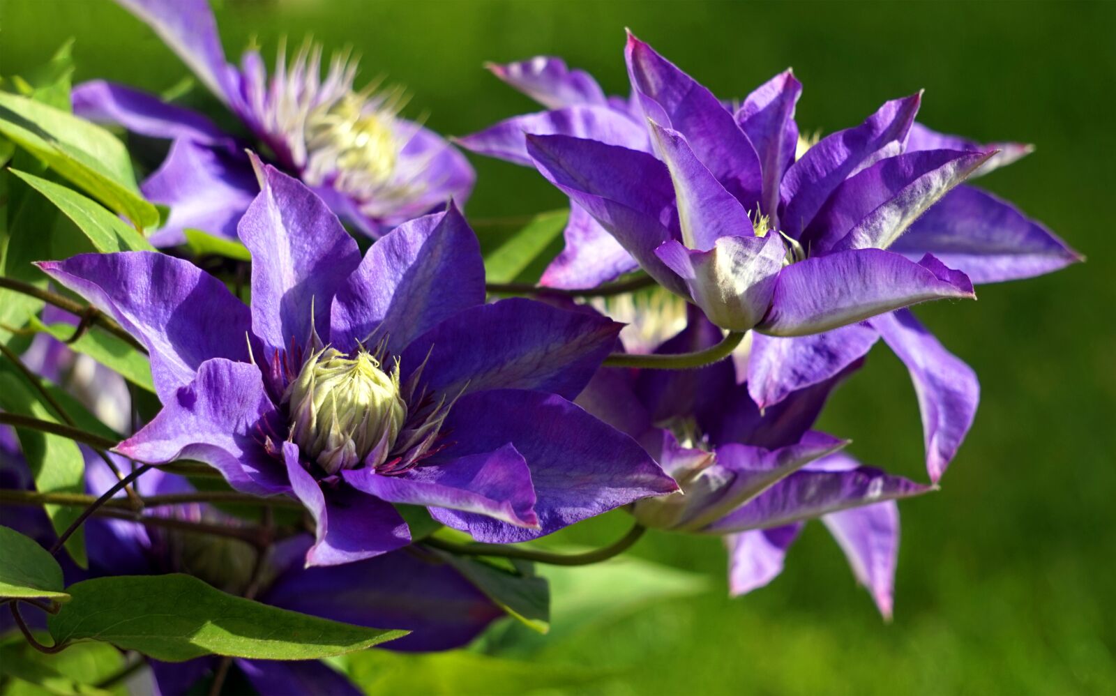 Sony Alpha a5000 (ILCE 5000) + Sony E 55-210mm F4.5-6.3 OSS sample photo. Clematis, blue, blossom photography