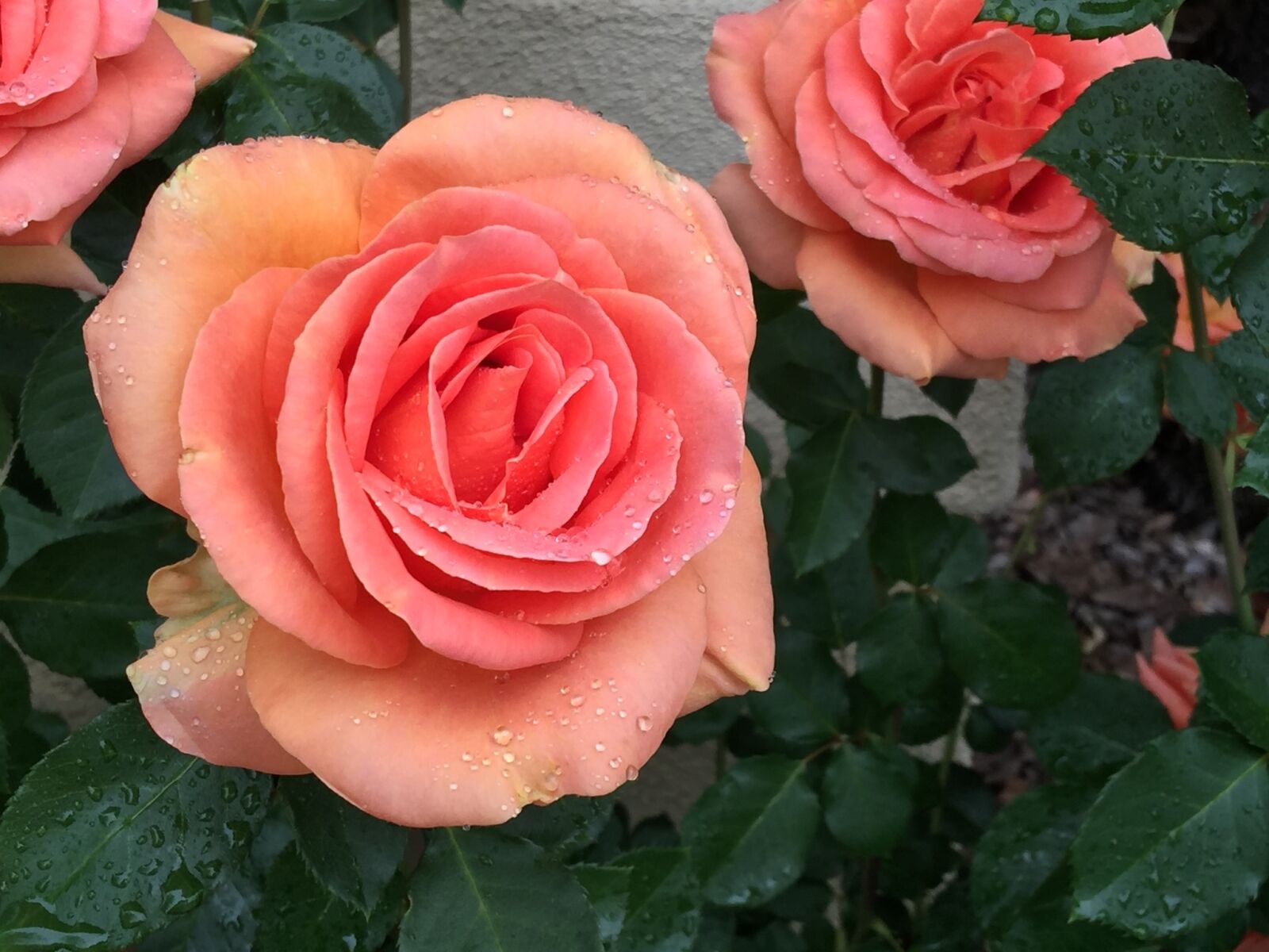 iPhone 6 Plus back camera 4.15mm f/2.2 sample photo. Rose, nature, natural photography