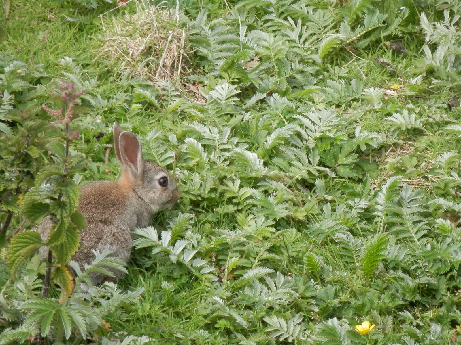 Olympus SZ-14 sample photo. Rabbit, wild, nature photography