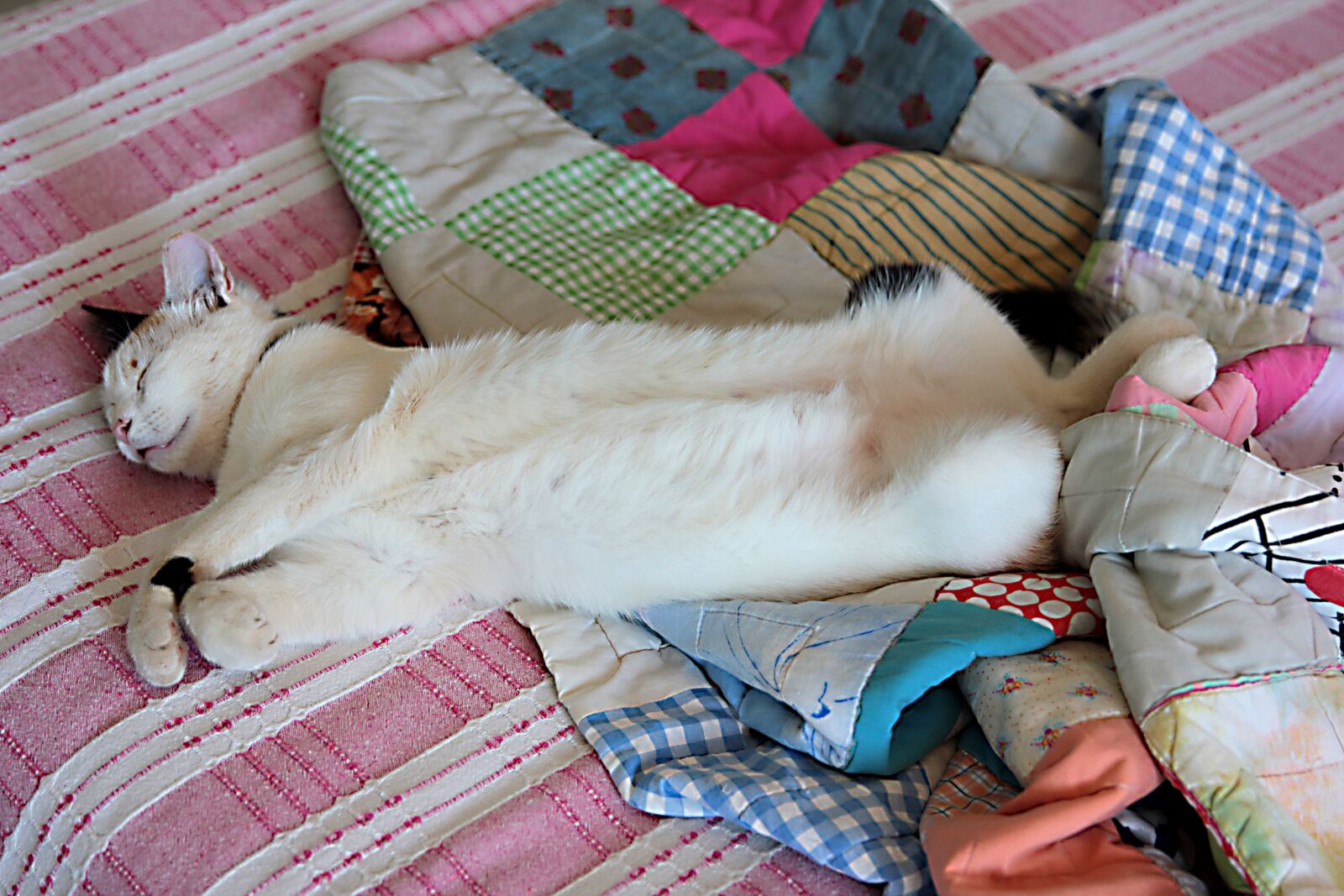 Canon EOS 550D (EOS Rebel T2i / EOS Kiss X4) sample photo. Cat, my cat, kitty photography