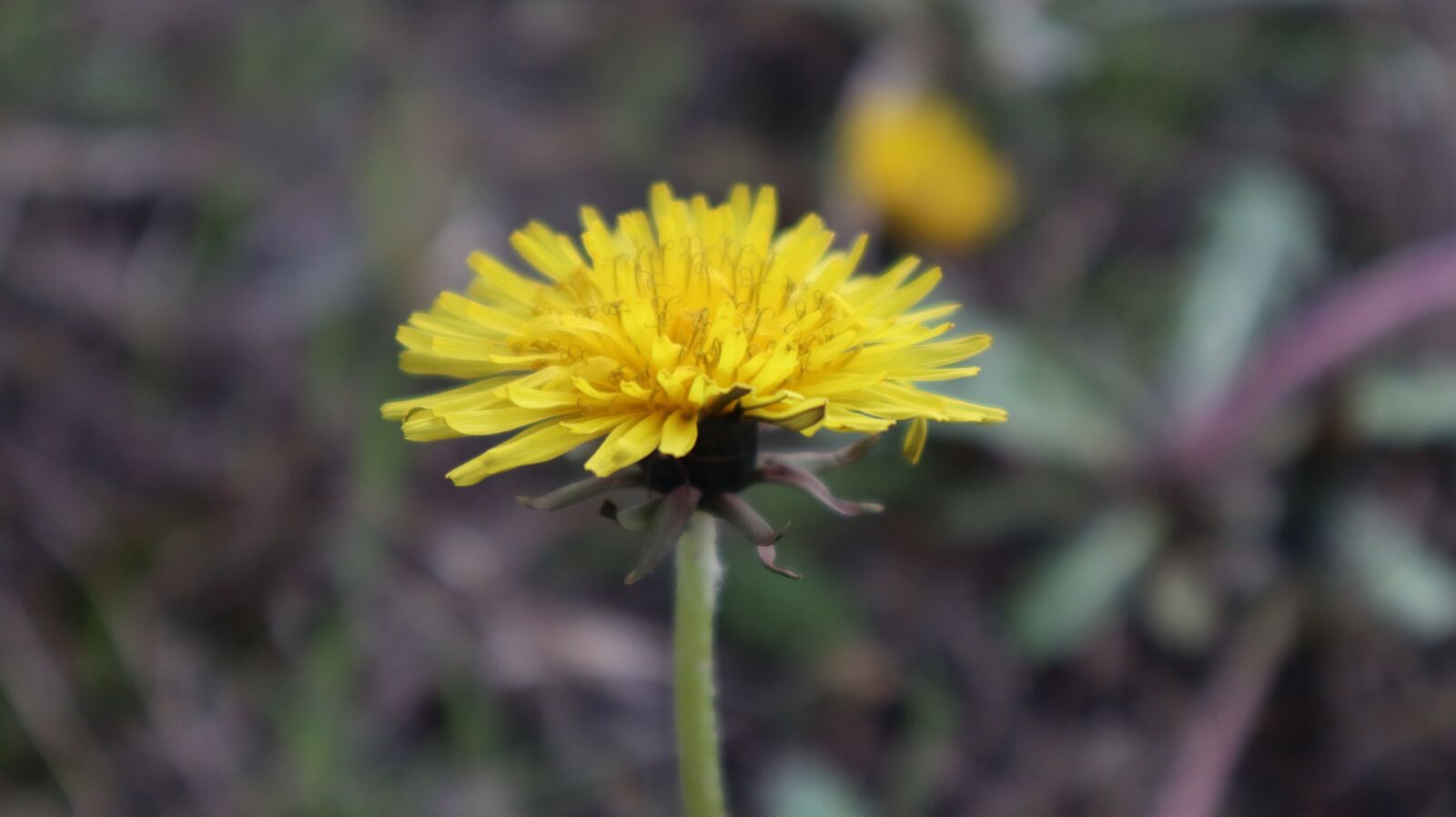 Canon EOS M50 (EOS Kiss M) sample photo. Flower, spring, plant photography