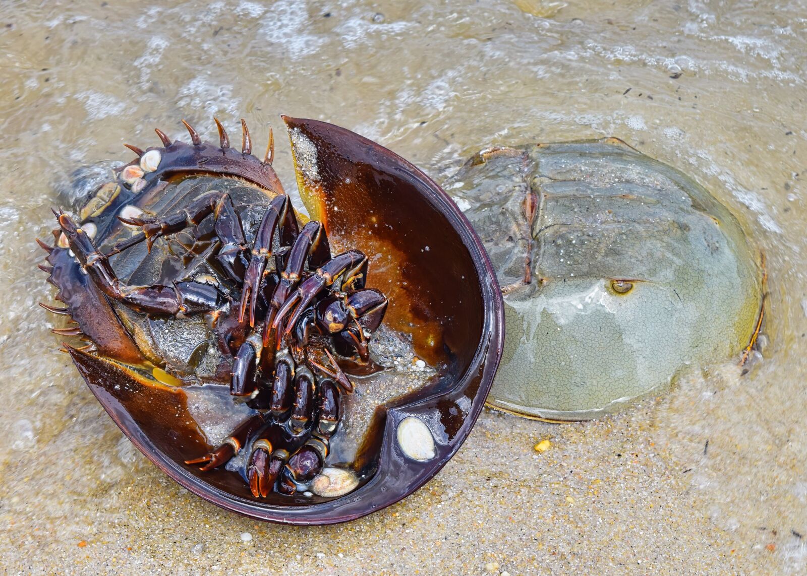 Nikon D3300 sample photo. Horseshoe crab, crustacean, crab photography
