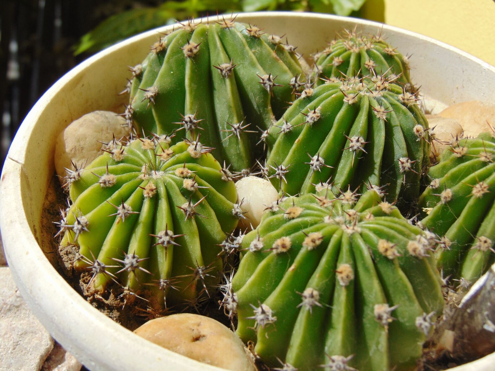 Sony Cyber-shot DSC-H300 sample photo. Cactus, plant, aechmea plant photography