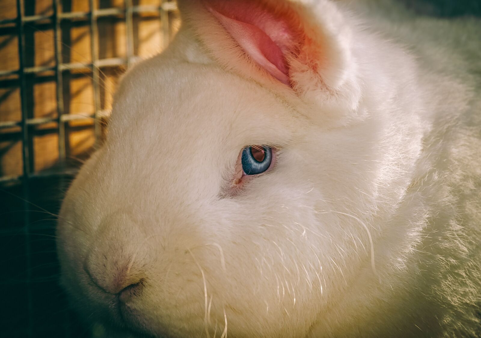 Fujifilm XF 55-200mm F3.5-4.8 R LM OIS sample photo. Rabbit, hare, animal photography