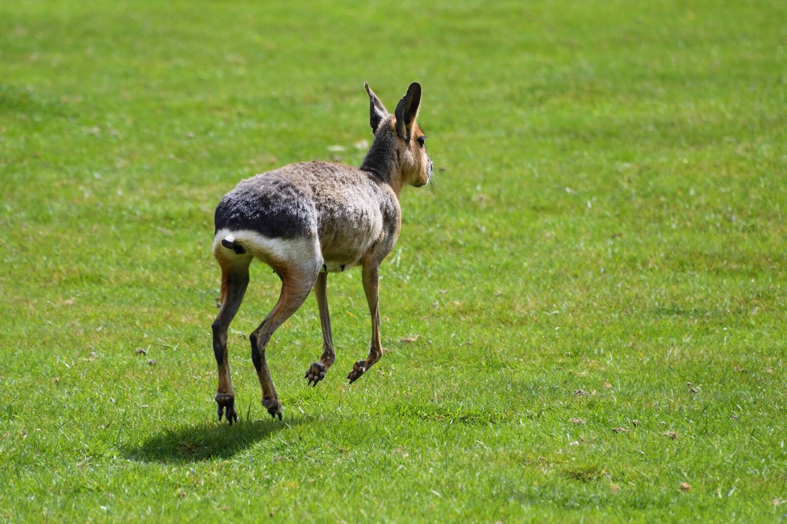 Nikon D500 sample photo. Animal, green grass, outdoor photography