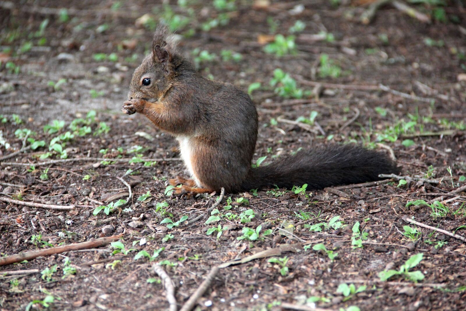 Canon EOS 550D (EOS Rebel T2i / EOS Kiss X4) sample photo. Nature, squirrel, wildlife photography