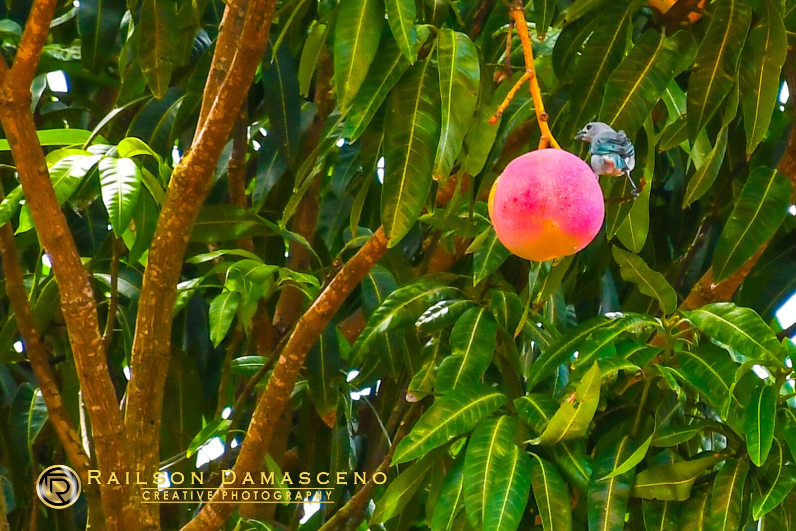 Nikon D7500 sample photo. Birds, bird, branch photography
