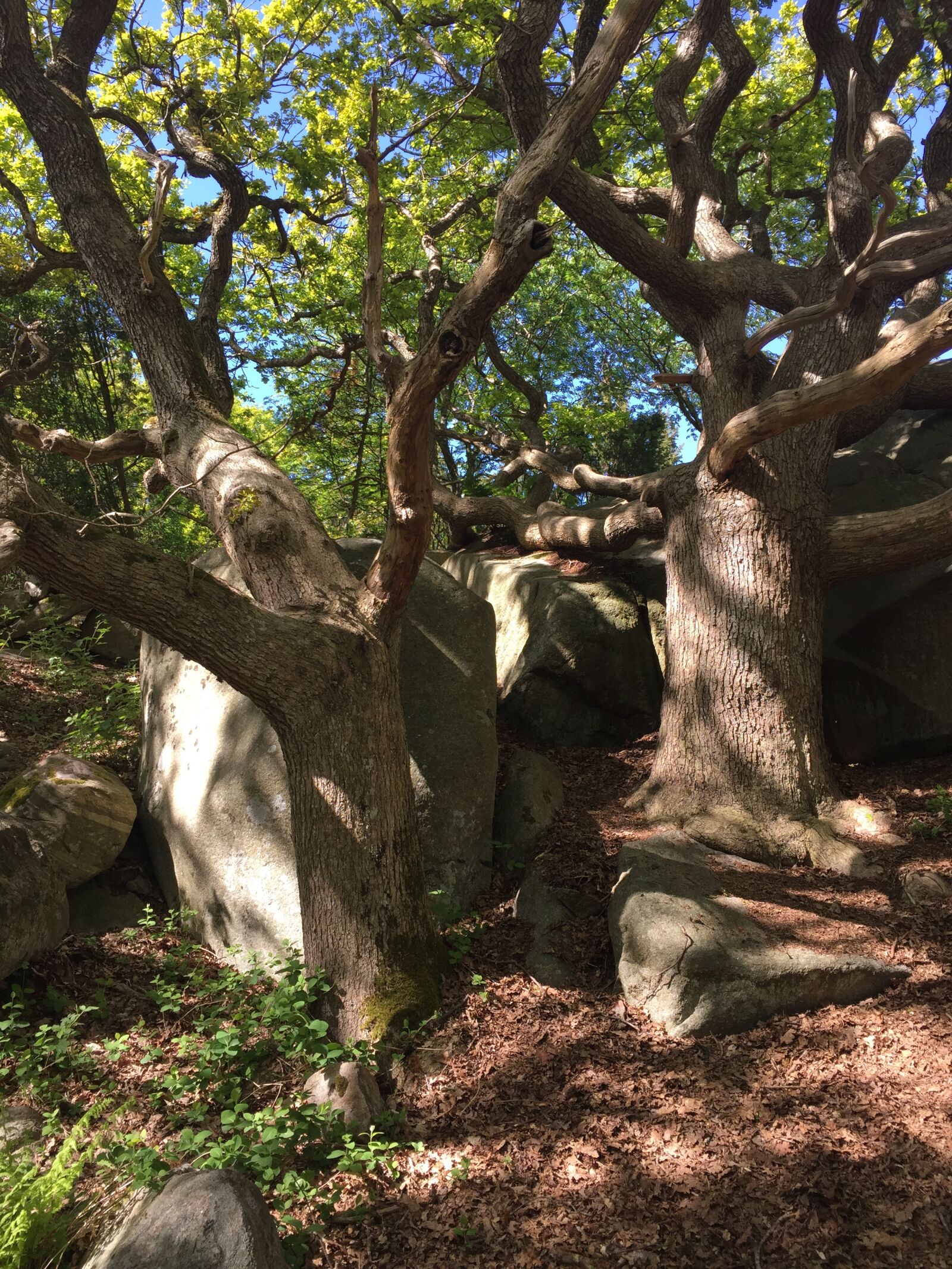 Apple iPhone 6 sample photo. Tree, gnarled, leaf photography