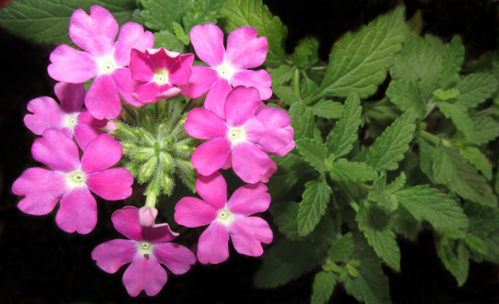 Canon PowerShot SX170 IS sample photo. Flower, pink, verbena photography