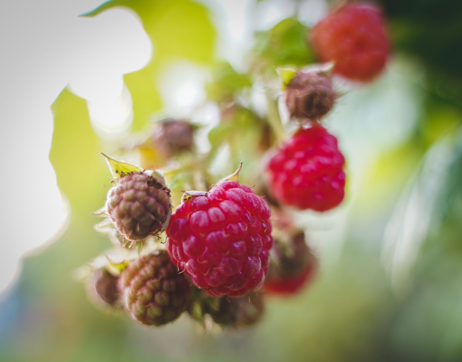 Sony a7 III sample photo. Raspberries, himbeerstrauch, growth mature photography