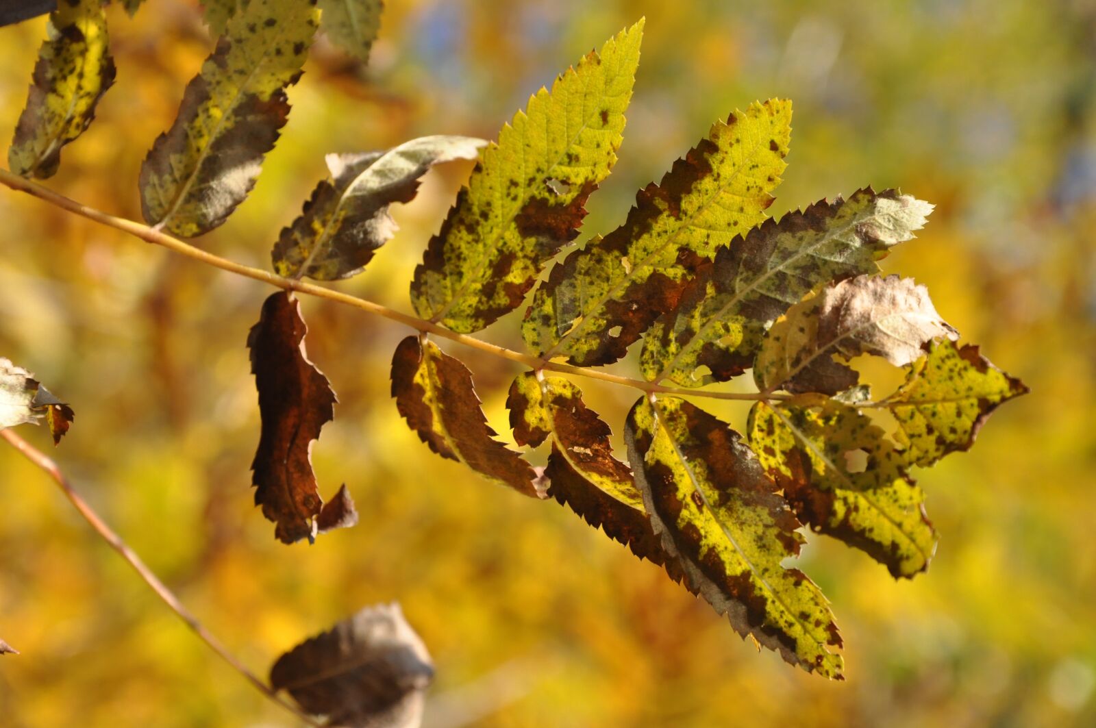 Nikon D90 sample photo. Leaf, autumn, tree photography