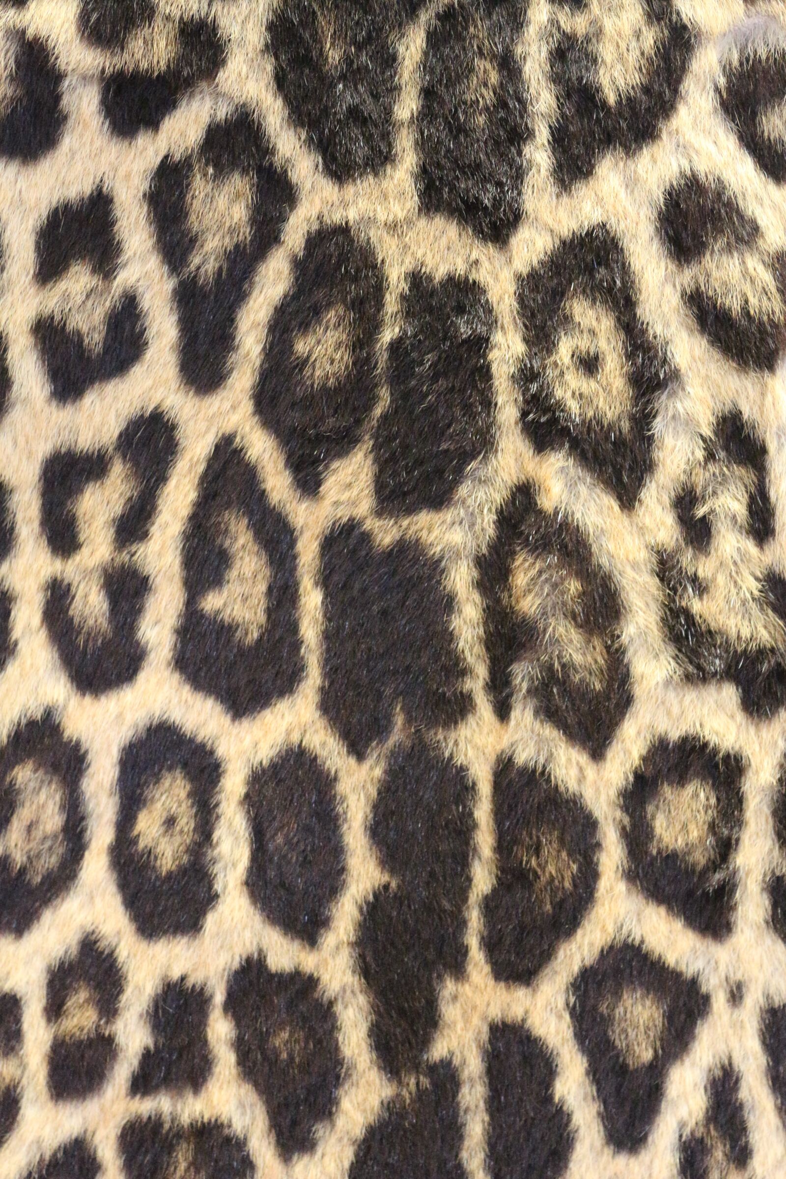 Canon EOS 650D (EOS Rebel T4i / EOS Kiss X6i) sample photo. Leopard print, leopard skin photography