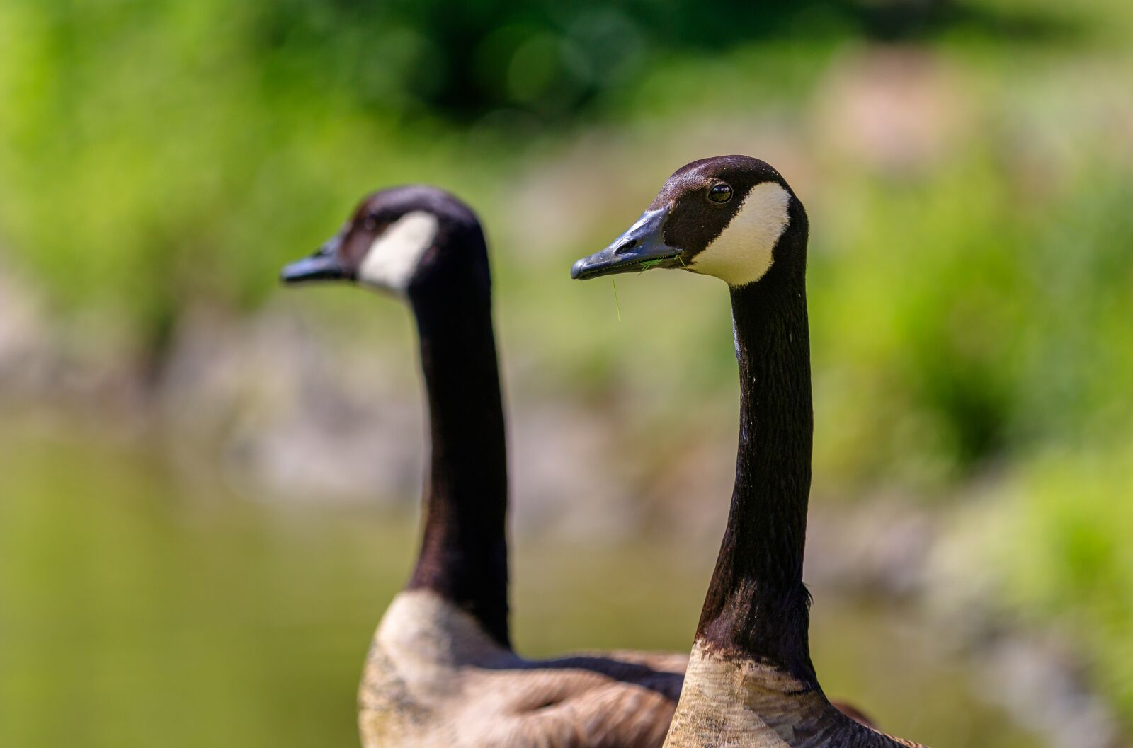 Canon EOS 80D sample photo. Geese, canada geese, birds photography