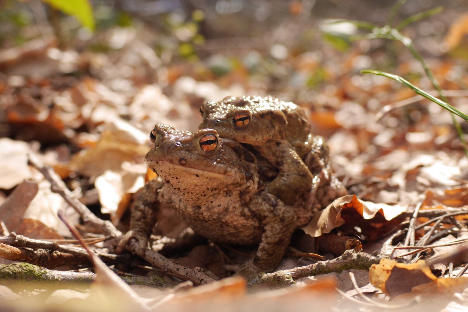 Panasonic Lumix DMC-GH3 sample photo. Toads, pairing, pair photography
