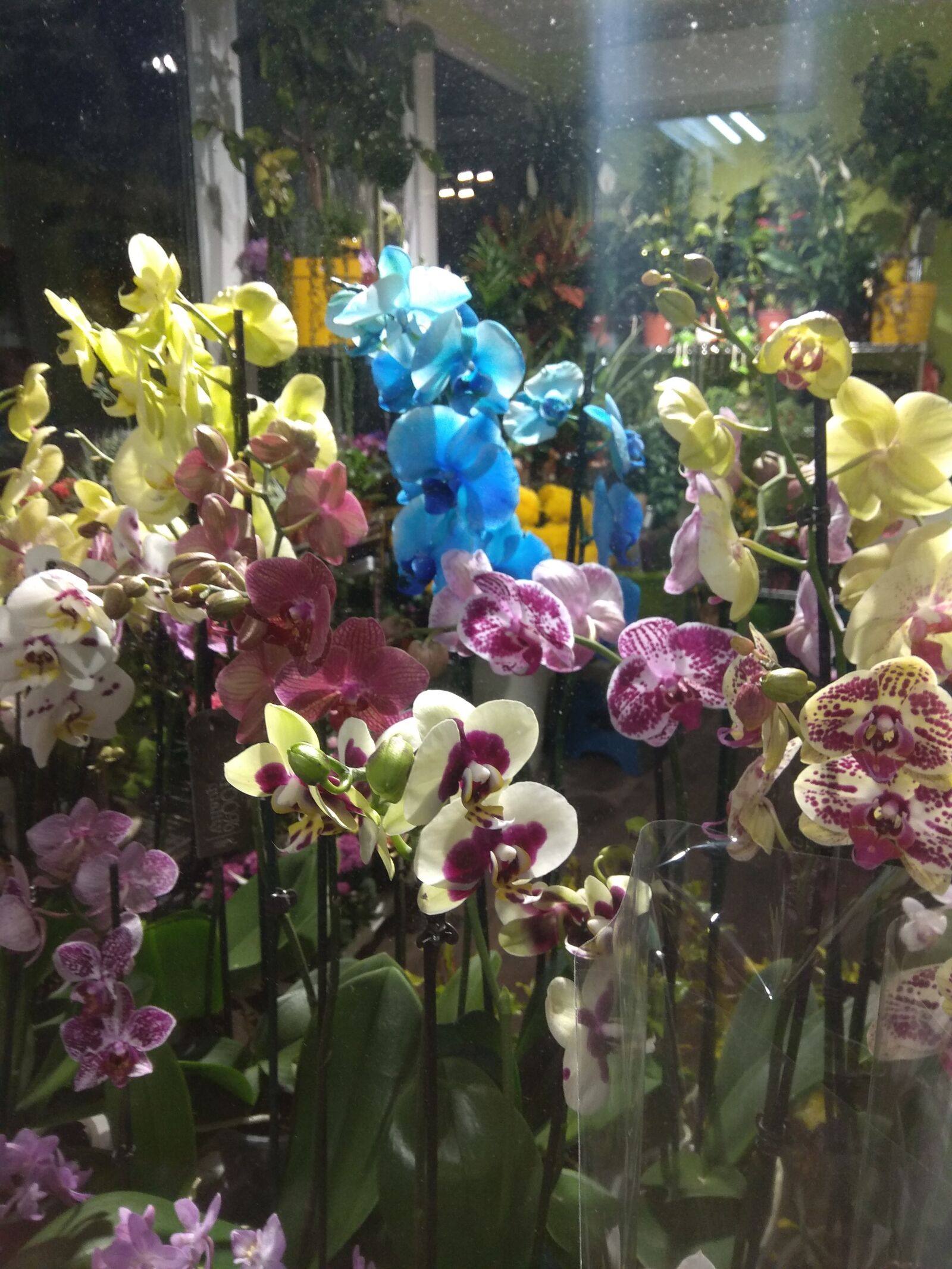 Xiaomi Redmi Note 4 sample photo. Flower, by glass, love photography