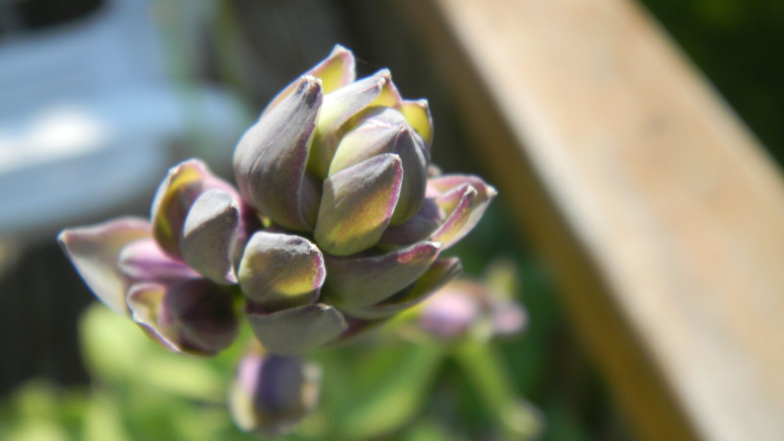 Nikon Coolpix S70 sample photo. Flower, purple, macro photography