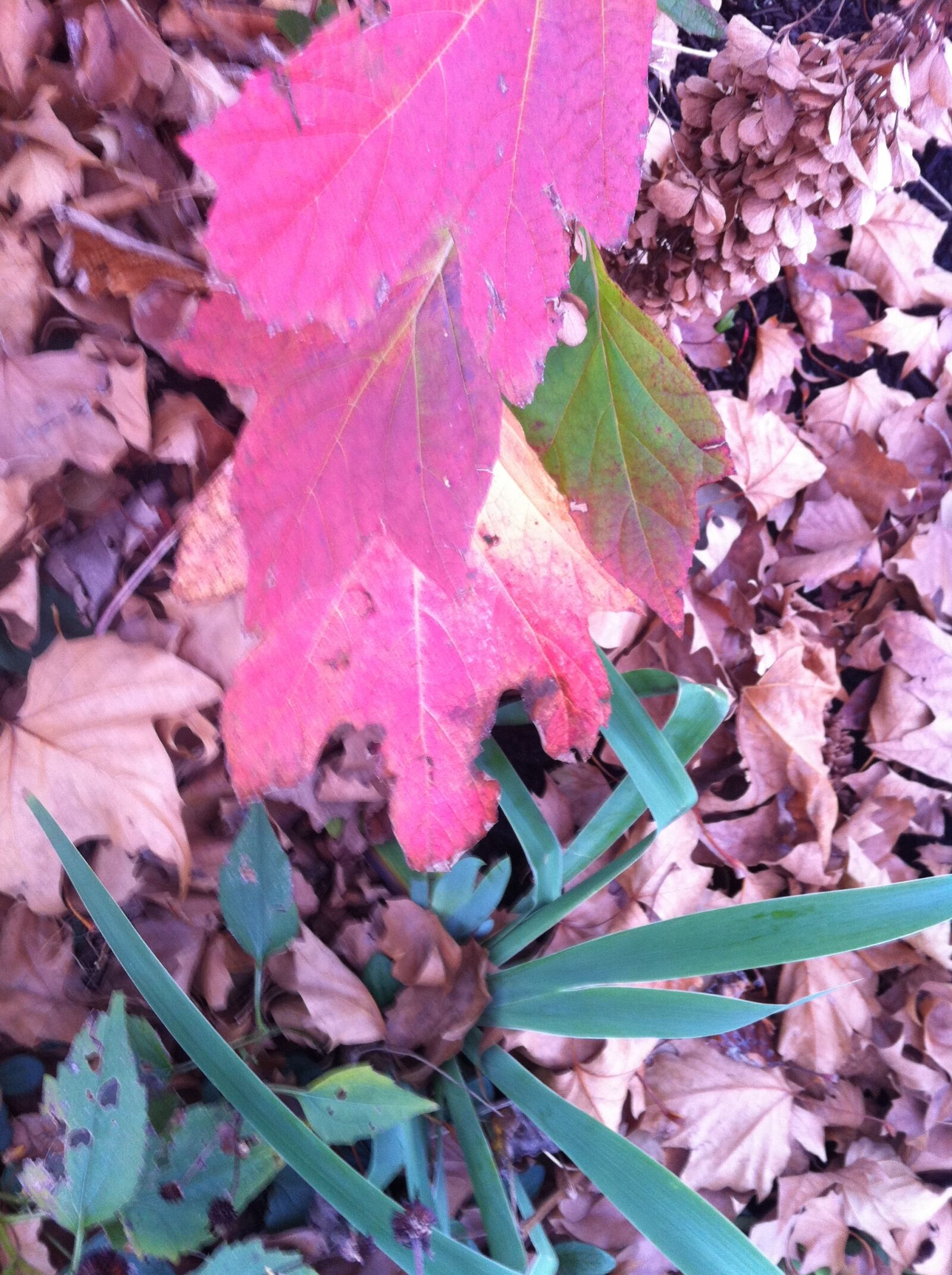 Apple iPhone 4 sample photo