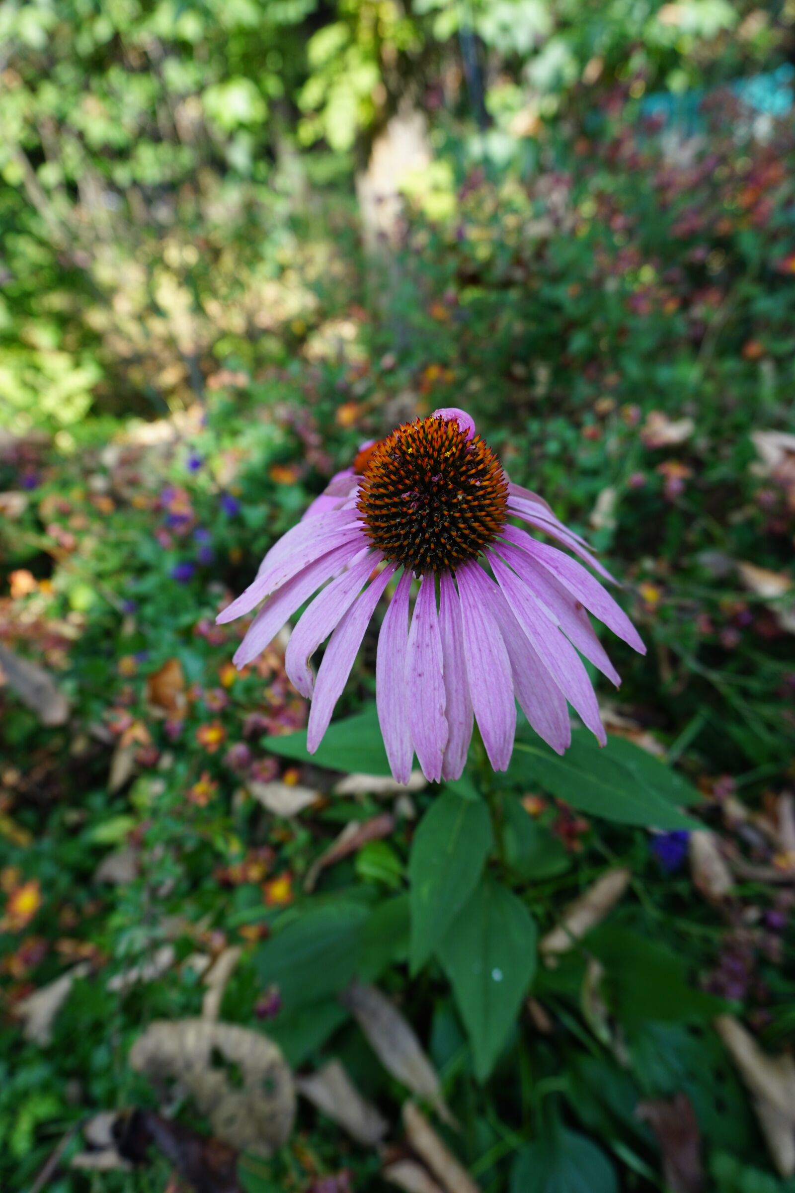 Sony E 16-50mm F3.5-5.6 PZ OSS sample photo. Flowers, autumn, desolation photography