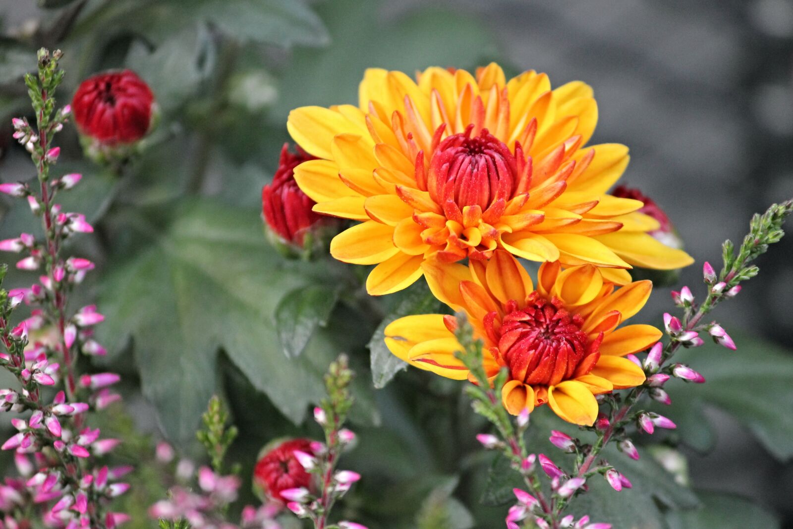 Canon EOS 1100D (EOS Rebel T3 / EOS Kiss X50) sample photo. Chrysanthemums, composites, blossom photography