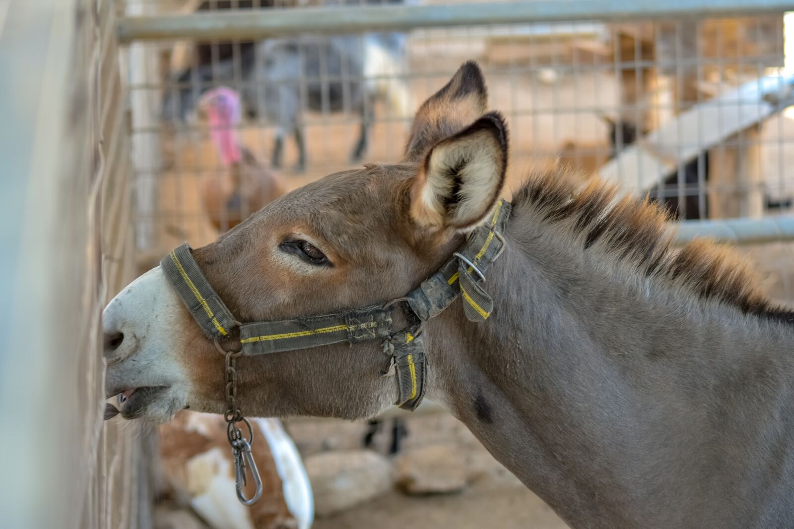 Nikon D3300 sample photo. Donkey, animal, livestock photography