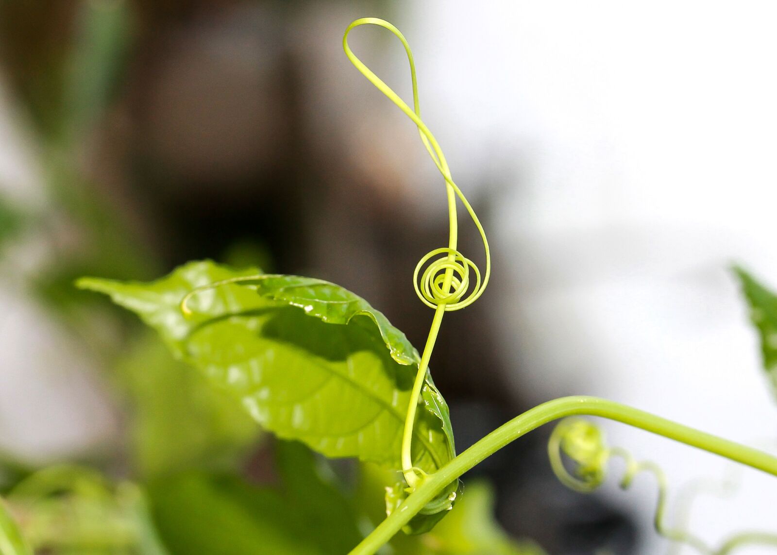 Canon EF-S 60mm F2.8 Macro USM sample photo. Violin key, g key photography