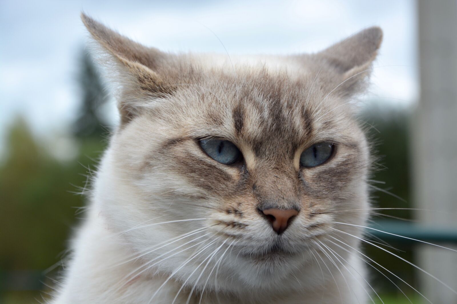 Nikon D5200 sample photo. Cat, head cat, cat photography