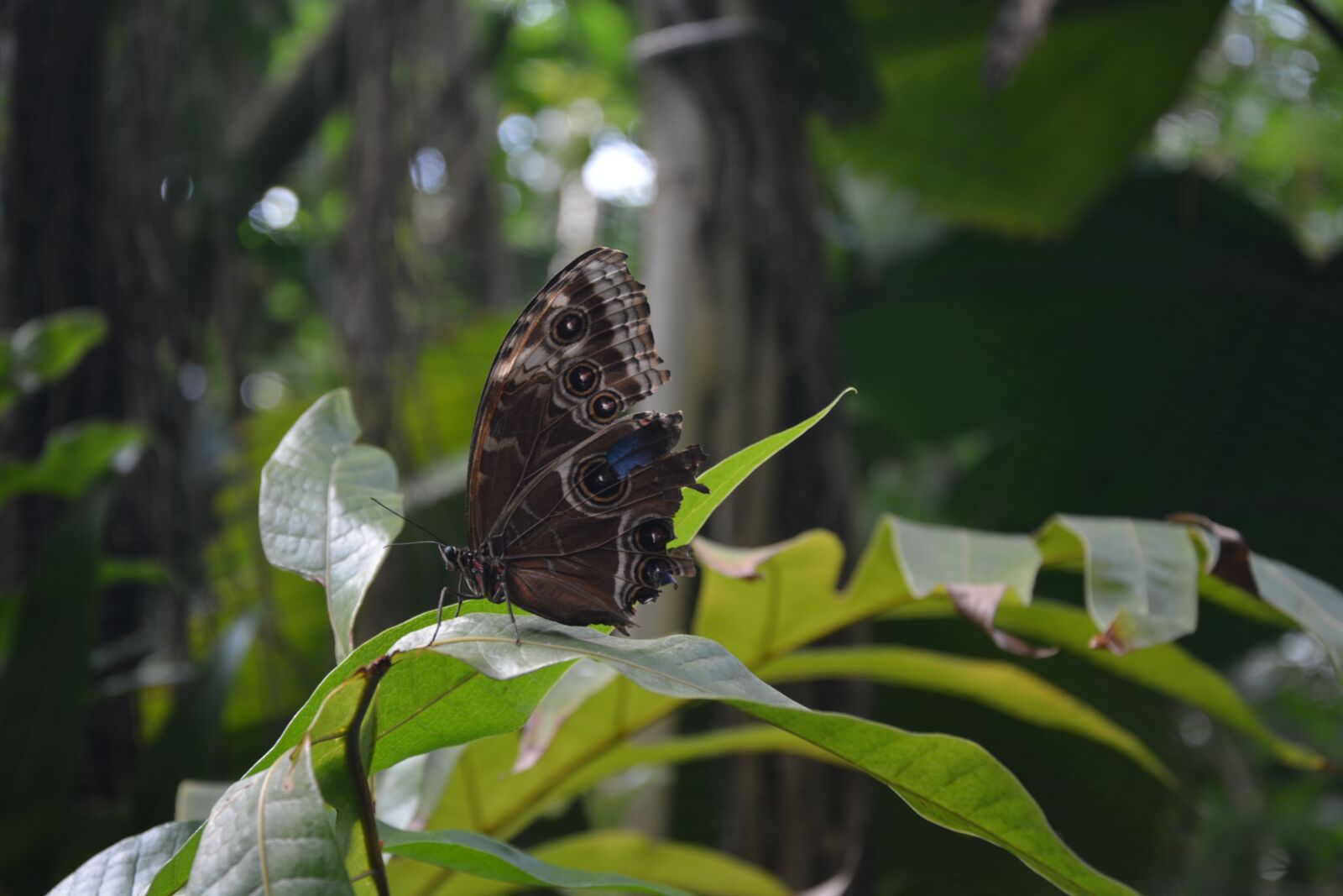 Nikon D5200 sample photo. Butterfly, sefton, insects photography