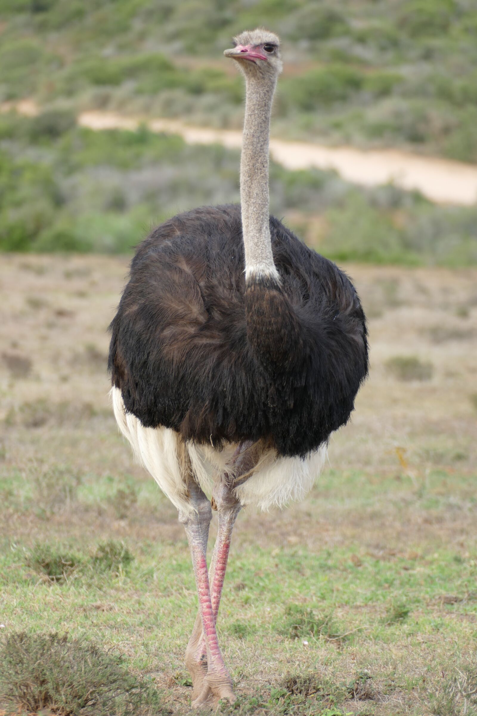 Panasonic Lumix DMC-FZ1000 sample photo. Bouquet, south africa, bird photography