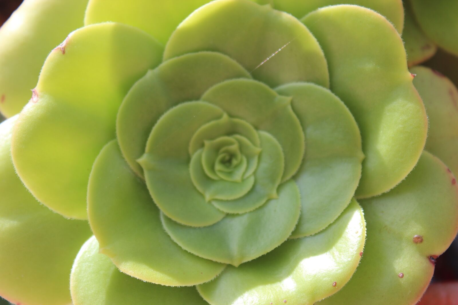 Canon EOS 600D (Rebel EOS T3i / EOS Kiss X5) sample photo. Suculent, green, plant photography