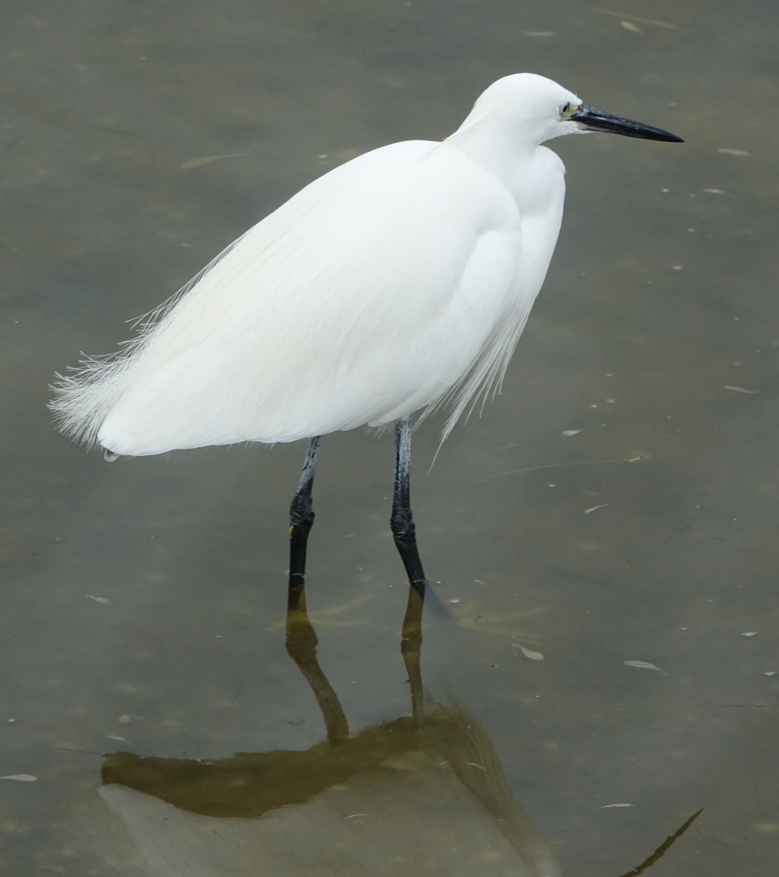Sony Cyber-shot DSC-RX10 III sample photo. Bird, egret fishing, grey photography