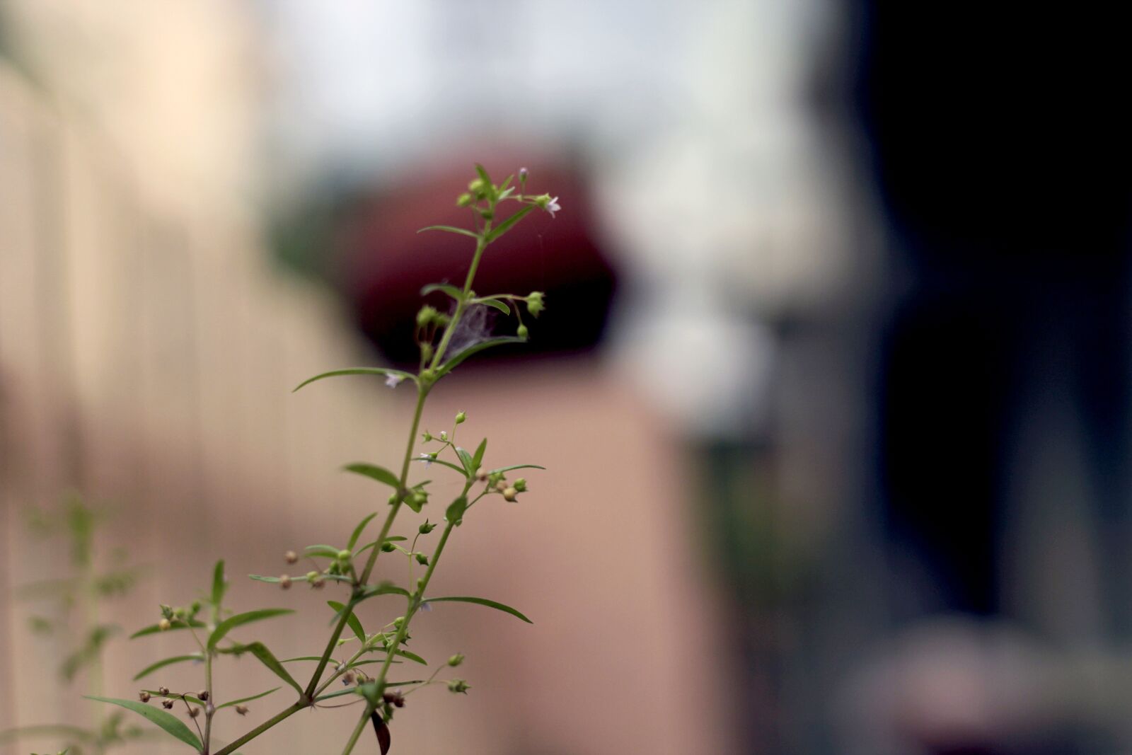 Canon EOS 1300D (EOS Rebel T6 / EOS Kiss X80) sample photo. Green, nature, plant photography