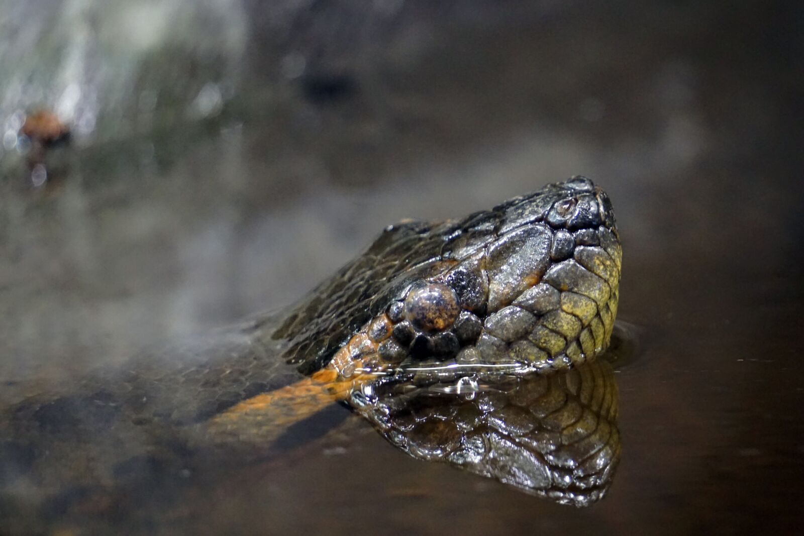 Sony E 55-210mm F4.5-6.3 OSS sample photo. Snake, anaconda, water photography