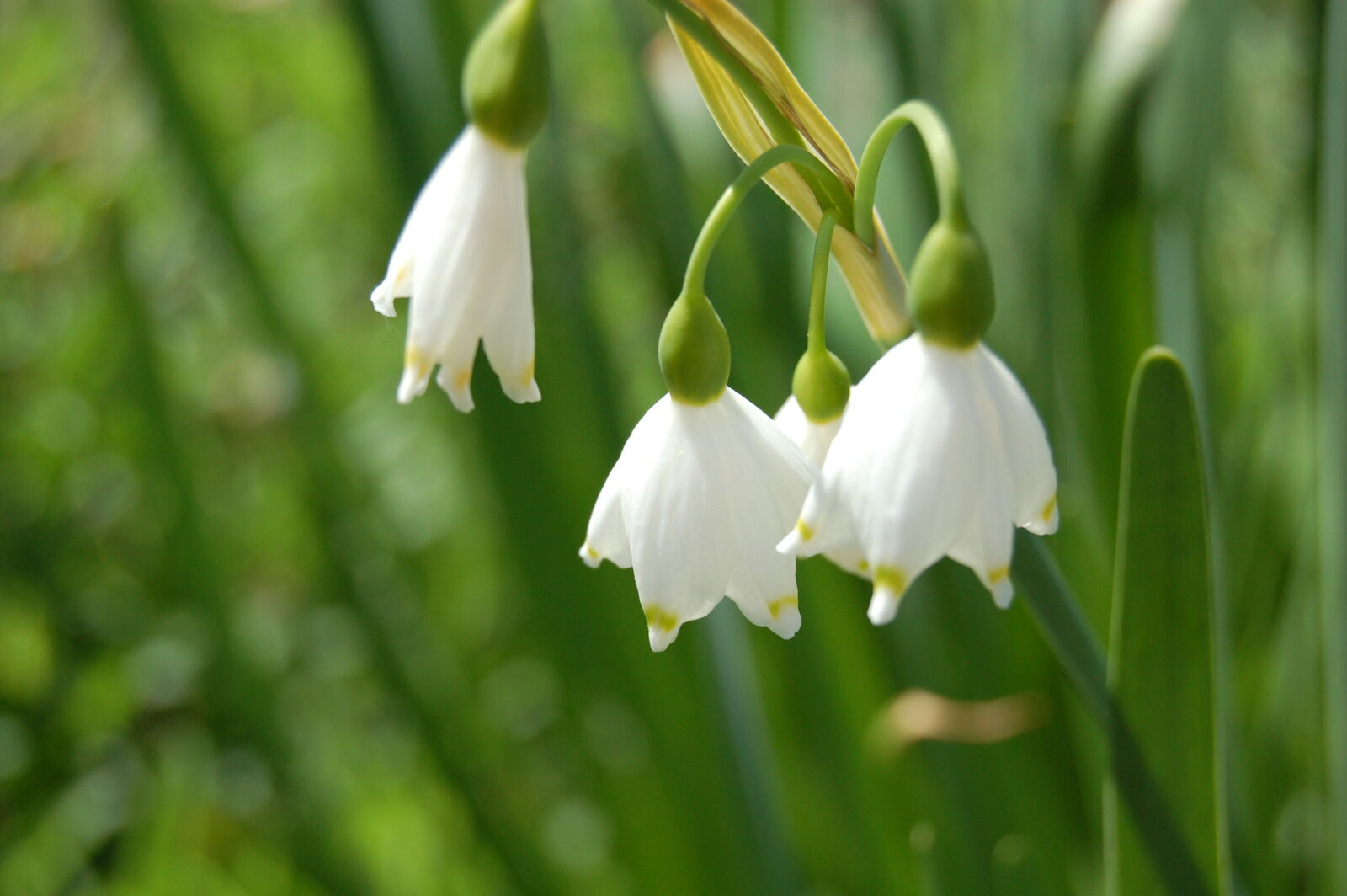 Nikon D50 sample photo. Flowers, garden, gardens, green photography