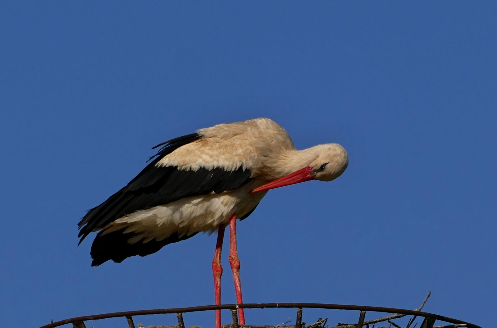 Panasonic Lumix DMC-FZ1000 sample photo. Stork, white, nature photography